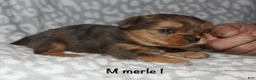 Yorkshire Terrier dogs for sale: Merle male 1 - Ad 6