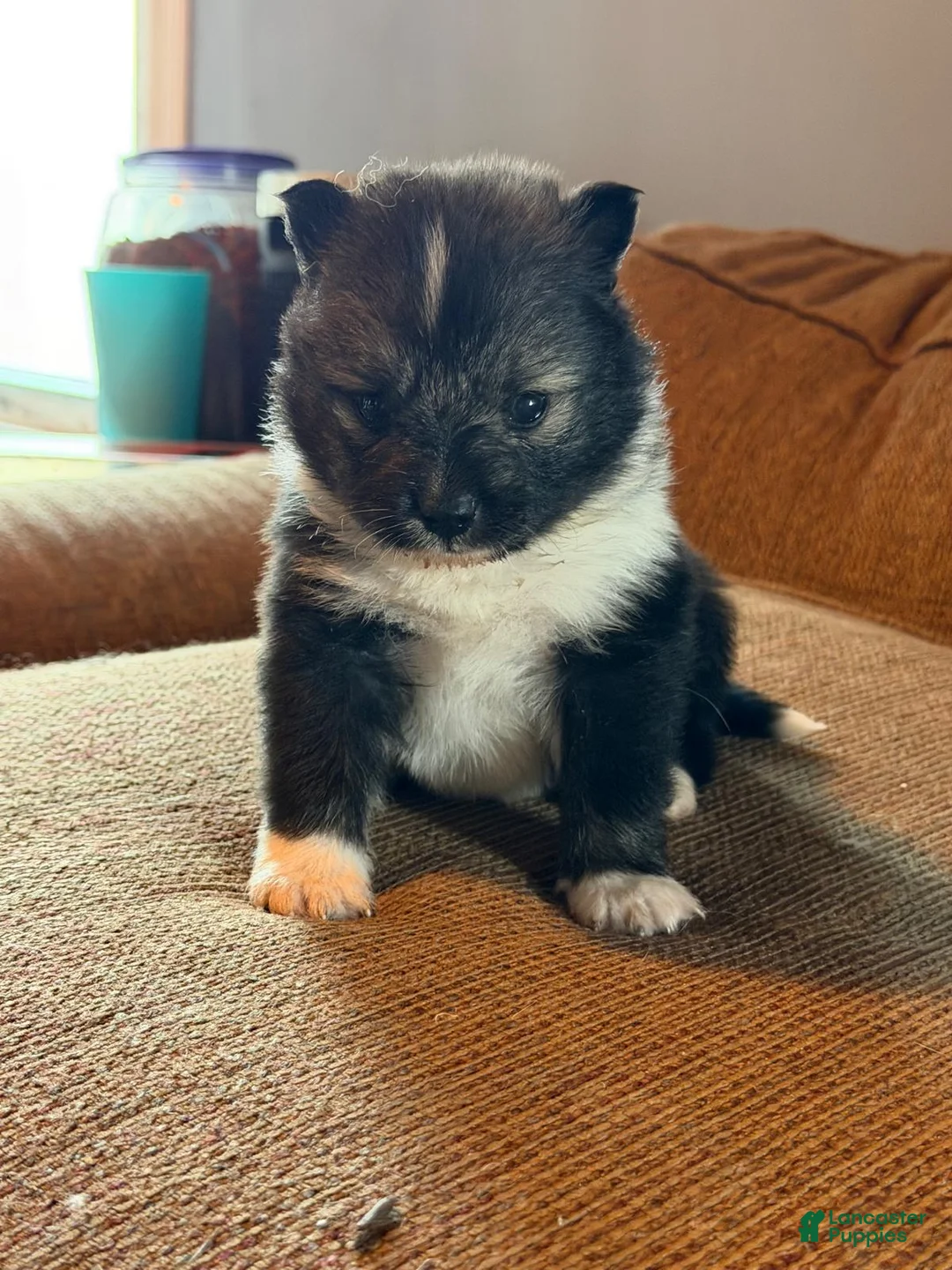 Mixed Breed dogs for sale: Mixed Breed Puppy 1 - Ad 2
