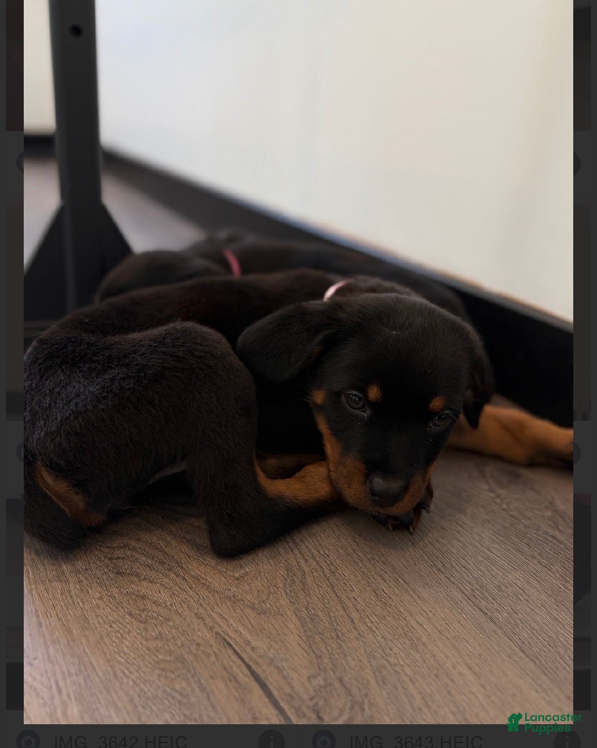 Rottweiler dogs Rottweiler light pink  - Ad 7