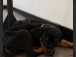 Rottweiler dogs Rottweiler light pink - Ad 7