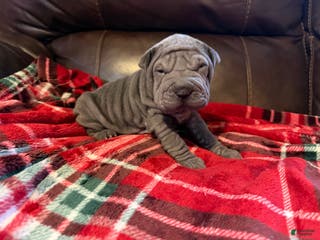 Shar Pei dogs Dove - Ad 1