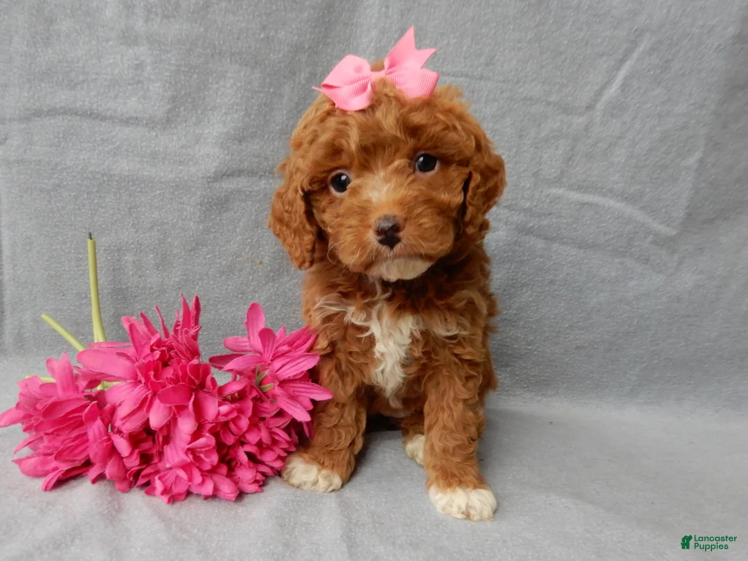 Cavapoo dogs for sale: Eliza - Ad 4