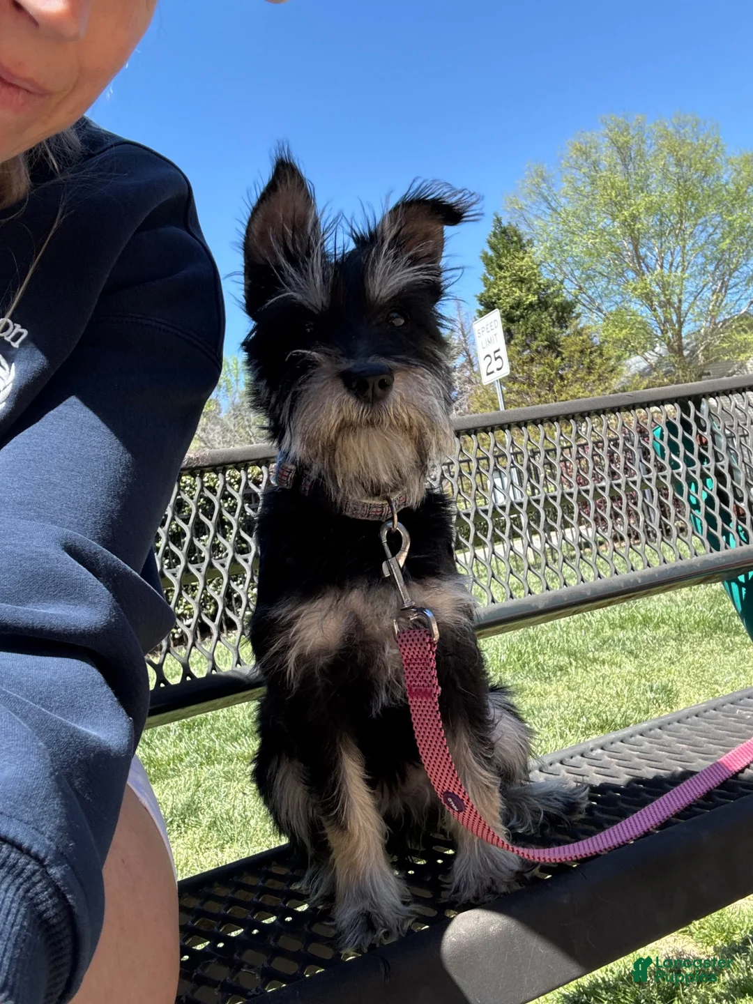 Miniature Schnauzer dogs for sale: Miniature Schnauzer 1 - Ad 2