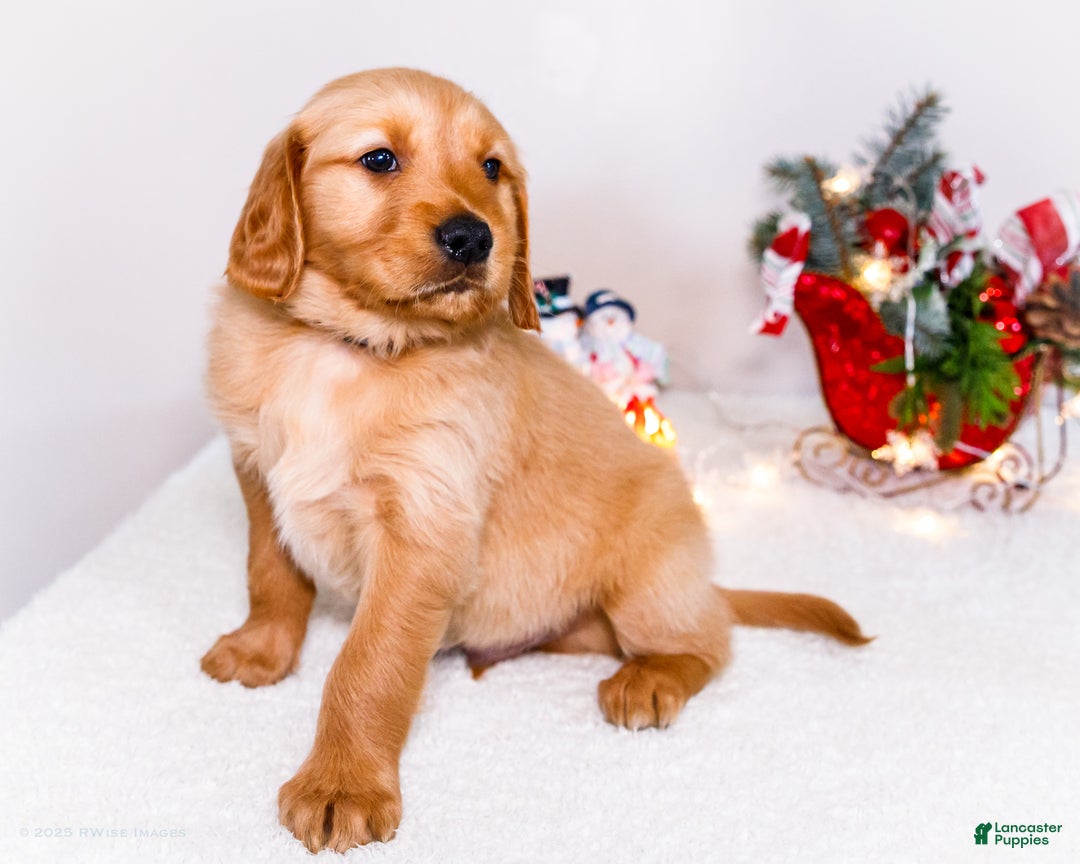 Golden Retriever dogs for sale: Colin - Ad 8