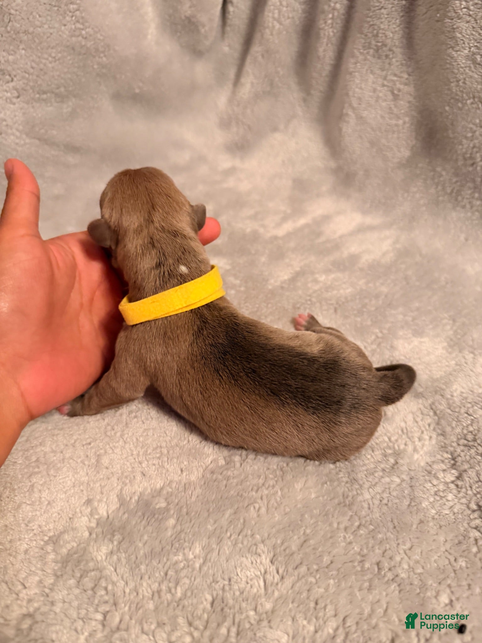 American Bully dogs for sale: Smut Yellow Collar - Ad 4