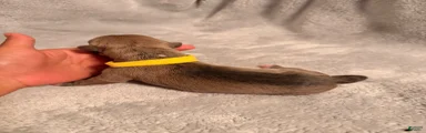 Smut Yellow Collar
