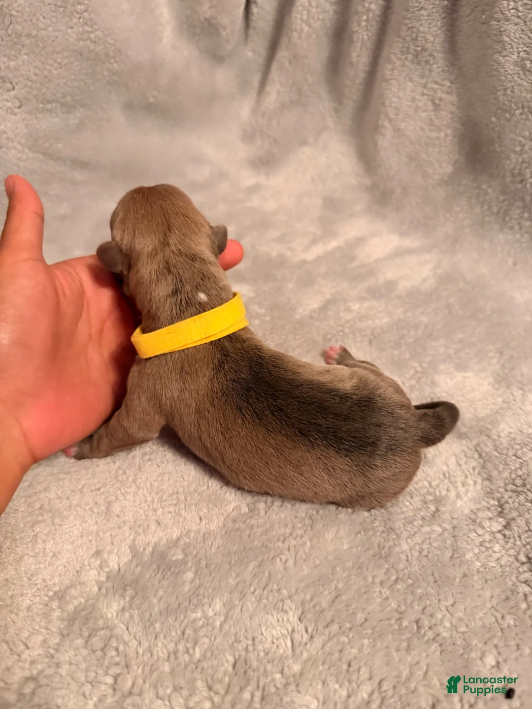 American Bully dogs for sale: Smut Yellow Collar - Ad 1
