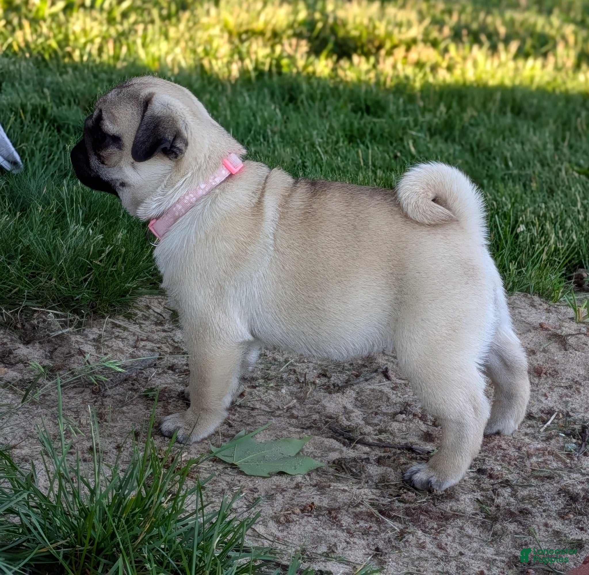 Pug dogs Clover - Ad 2