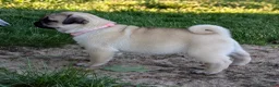Pug dogs for sale: Clover - Ad 2