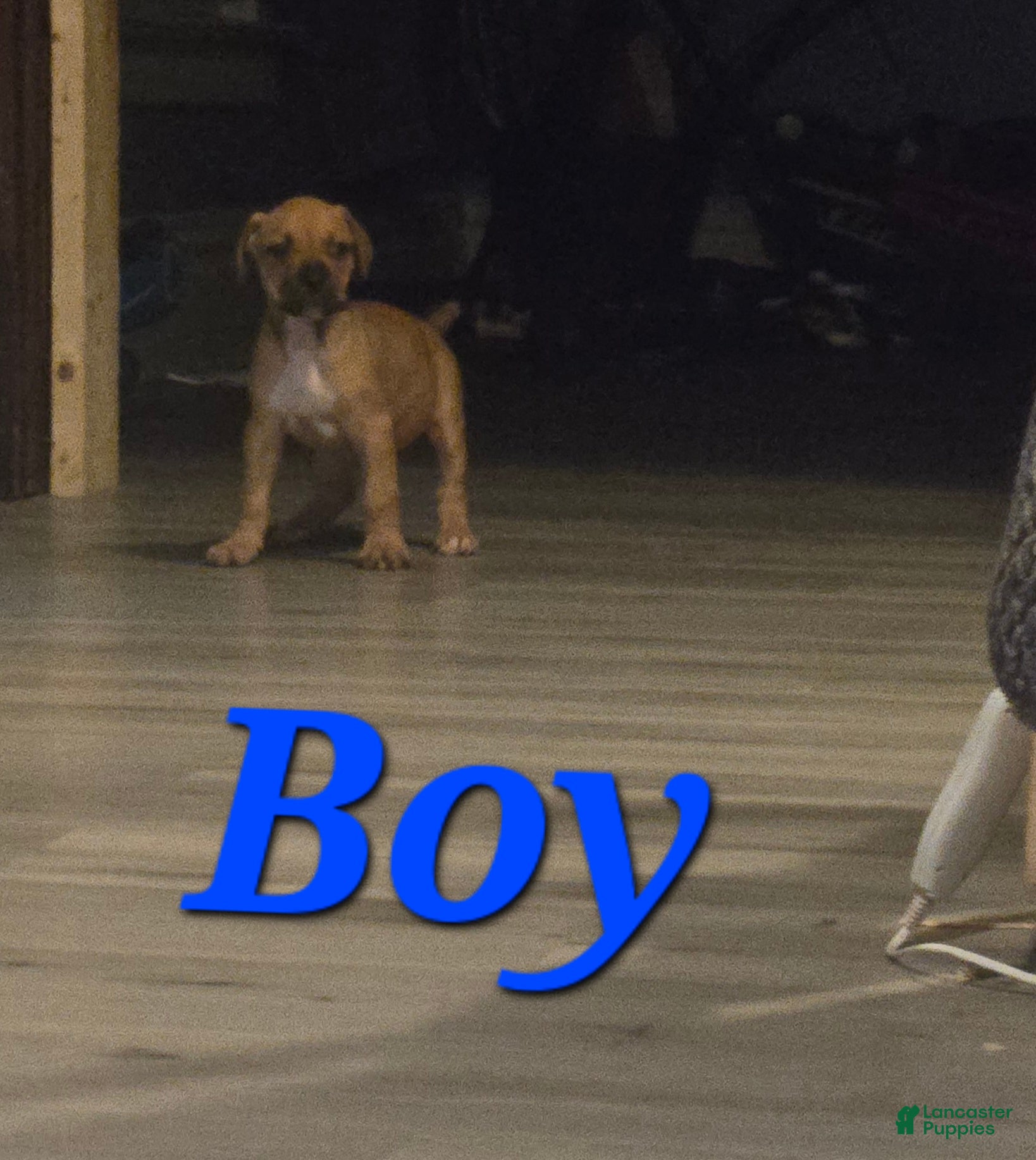 Cane Corso dogs Cane Corso Puppy 2 - Ad 12