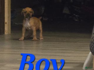 Cane Corso dogs Cane Corso Puppy 2 - Ad 42