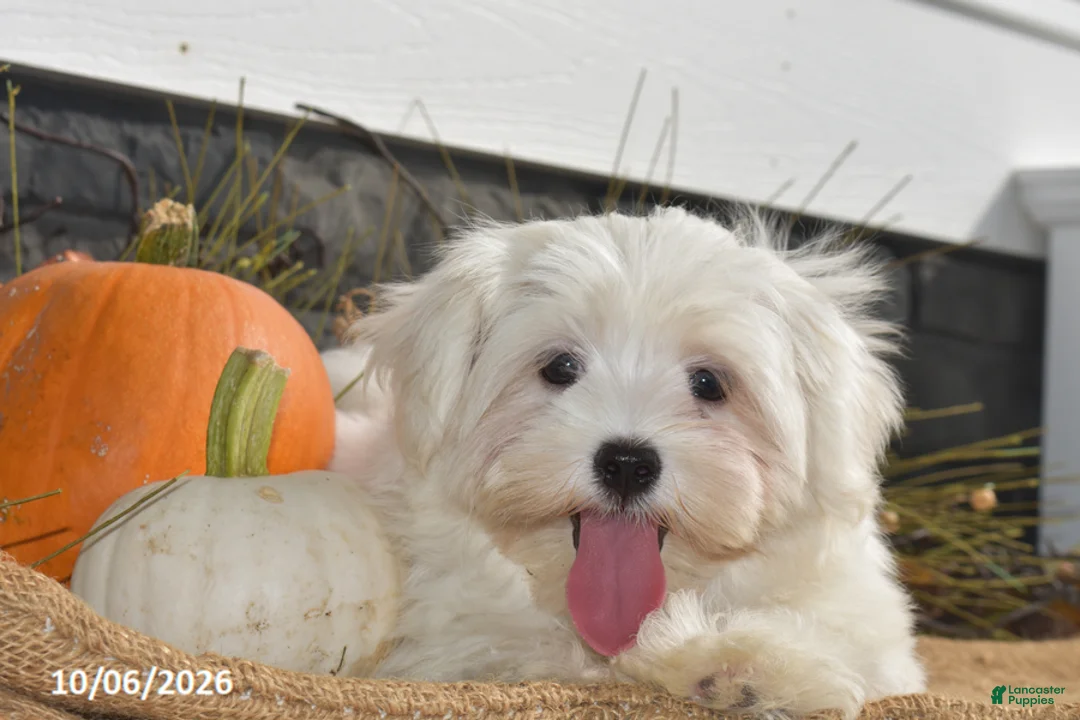 Maltese dogs for sale: Mischief - Ad 5