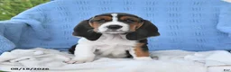 Basset Hound dogs for sale: Crystal - Ad 4