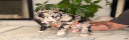 Australian Shepherd dogs for sale: Crew - Ad 3