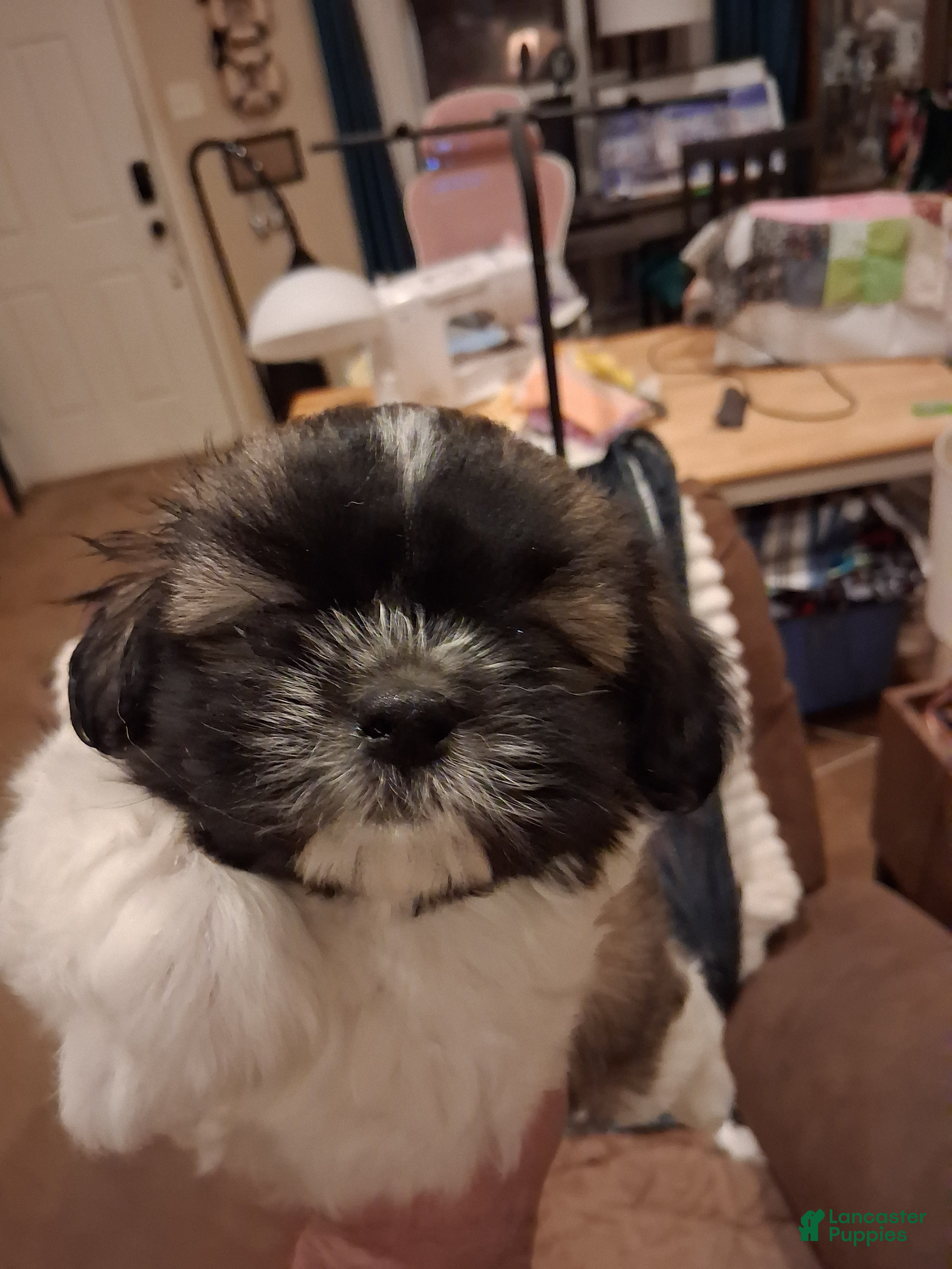 Shih Tzu dogs Shih Tzu Puppy 1 - Ad 6