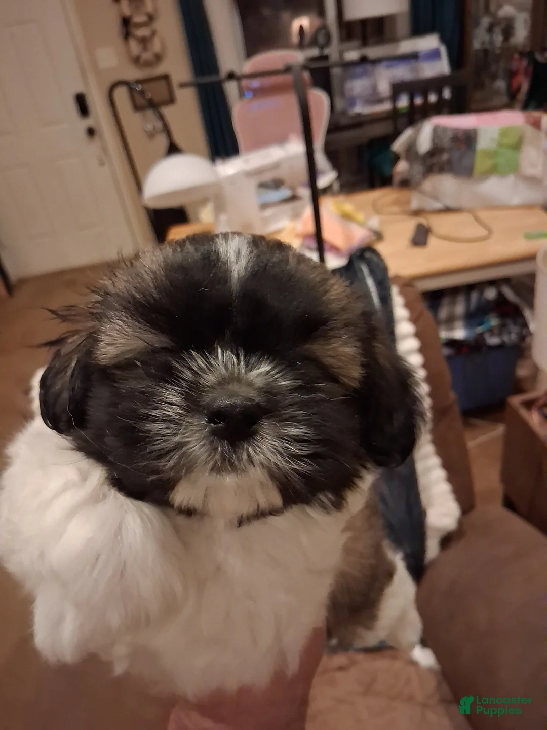 Shih Tzu dogs for sale: Shih Tzu Puppy 1 - Ad 1
