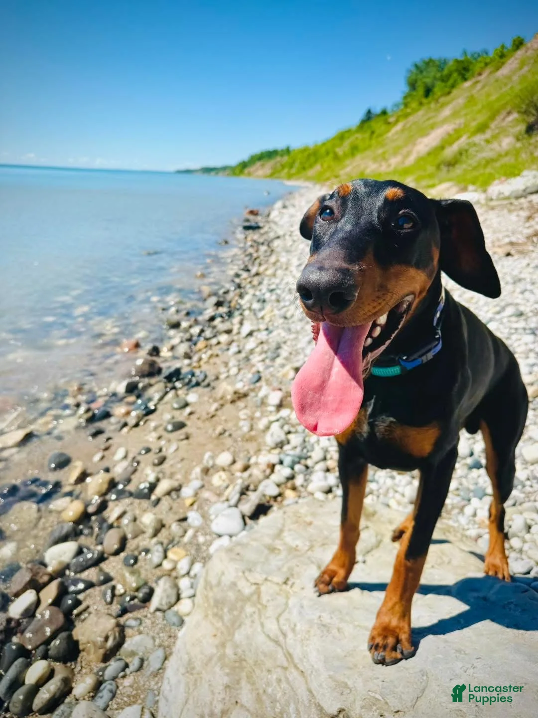 Doberman Pinscher dogs for sale: Zeus - Ad 2