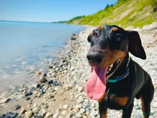 Doberman Pinscher dogs Zeus - Ad 2