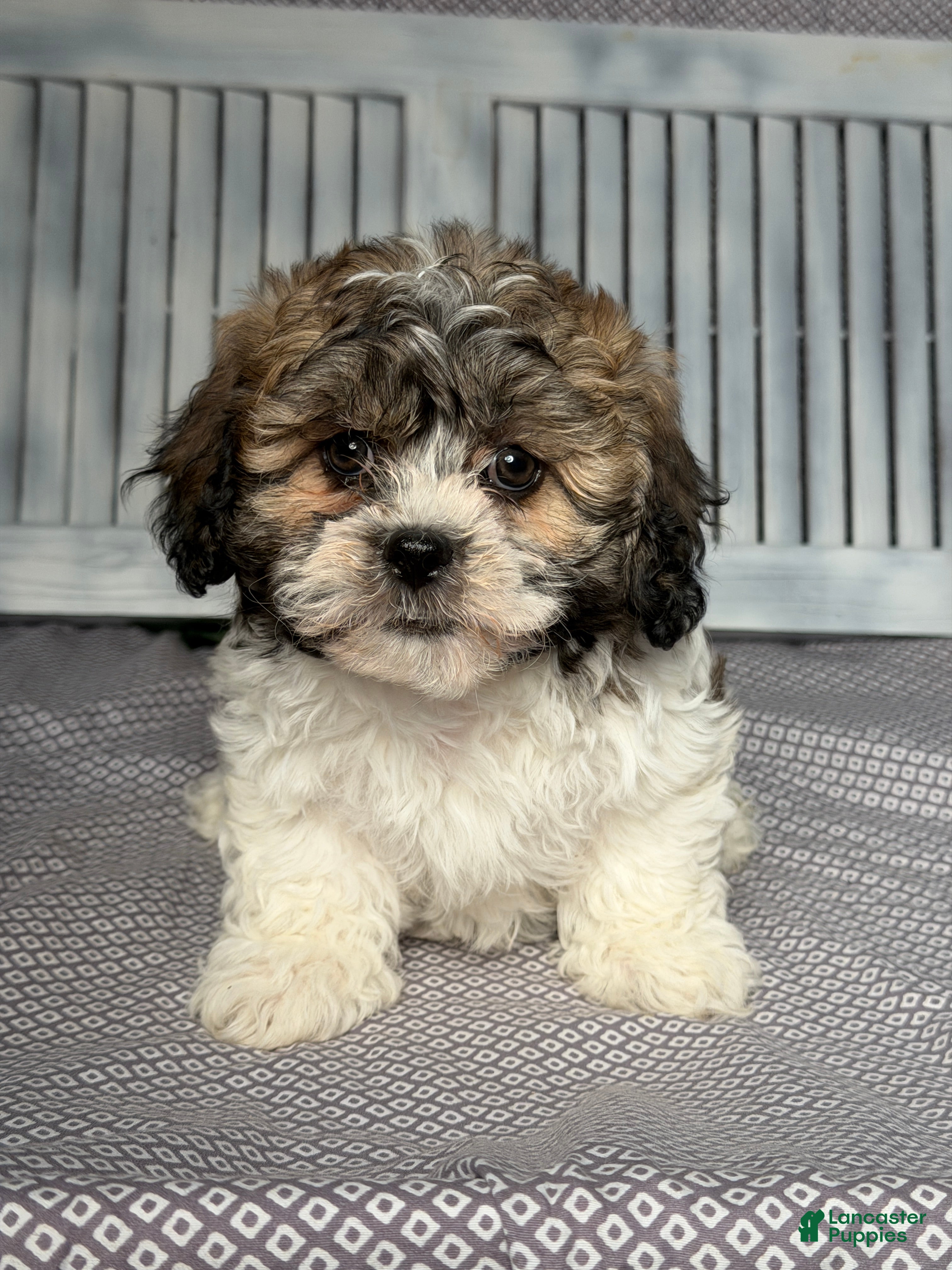 Teddy Bear dogs Rocky - Ad 1