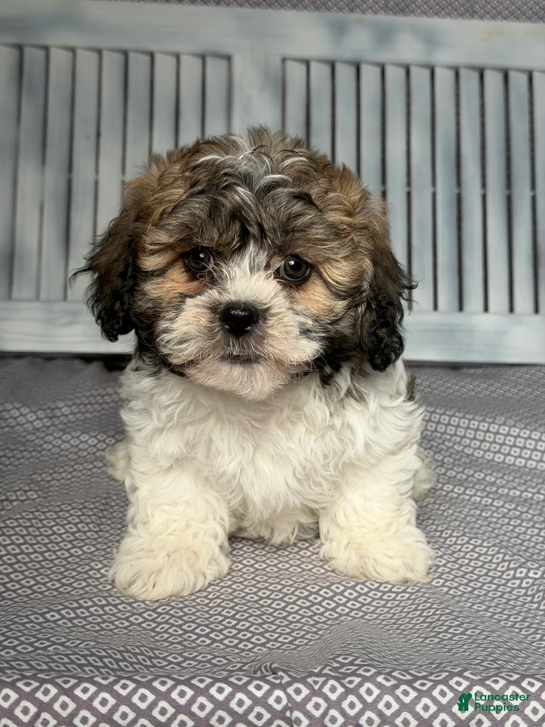 Teddy Bear dogs for sale: Rocky - Ad 1