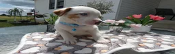 Mixed Breed dogs for sale: Mixed Breed 2 Dexter - Ad 4