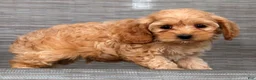 Cockapoo dogs for sale: Pluto - Ad 8