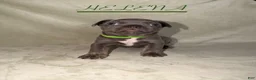 French Bulldog dogs for sale: French Bulldog 4 - Ad 3