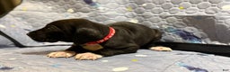 Great Dane dogs for sale: Berry - Ad 2