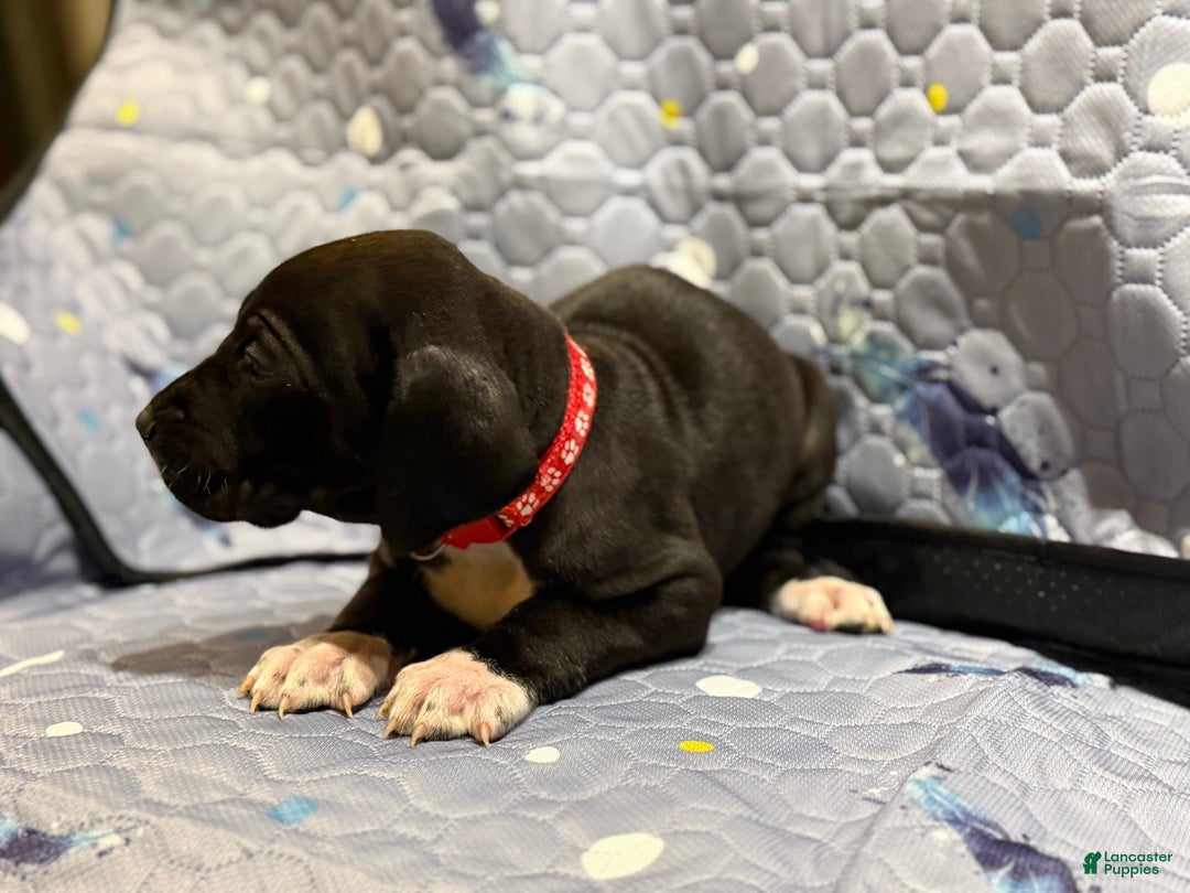 Great Dane dogs for sale: Berry - Ad 2