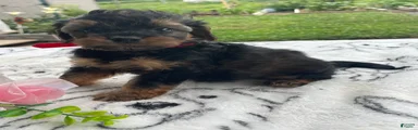 Taz