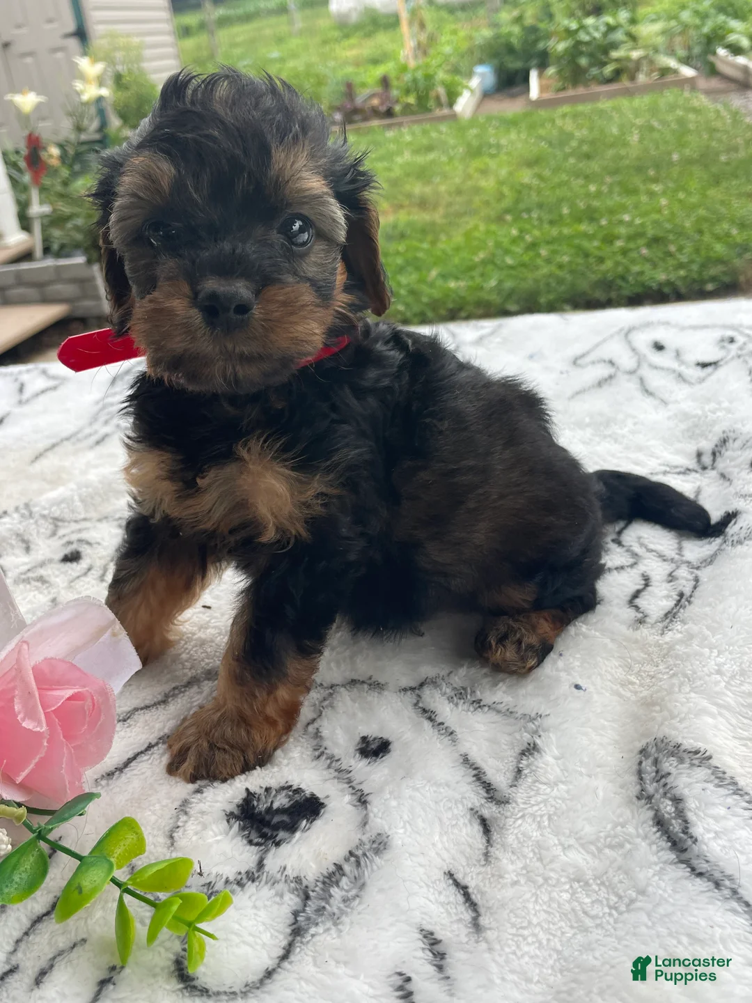 Yorkiepoo dogs for sale: Taz - Ad 1