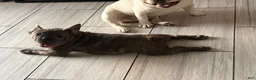 French Bulldog dogs for sale: Nico - Ad 3