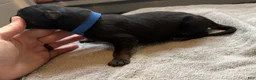 German Shepherd dogs for sale: German Shepherd Puppy 2- Blue Male - Ad 6