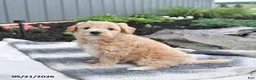 Bichpoo dogs for sale: Jade - Ad 4
