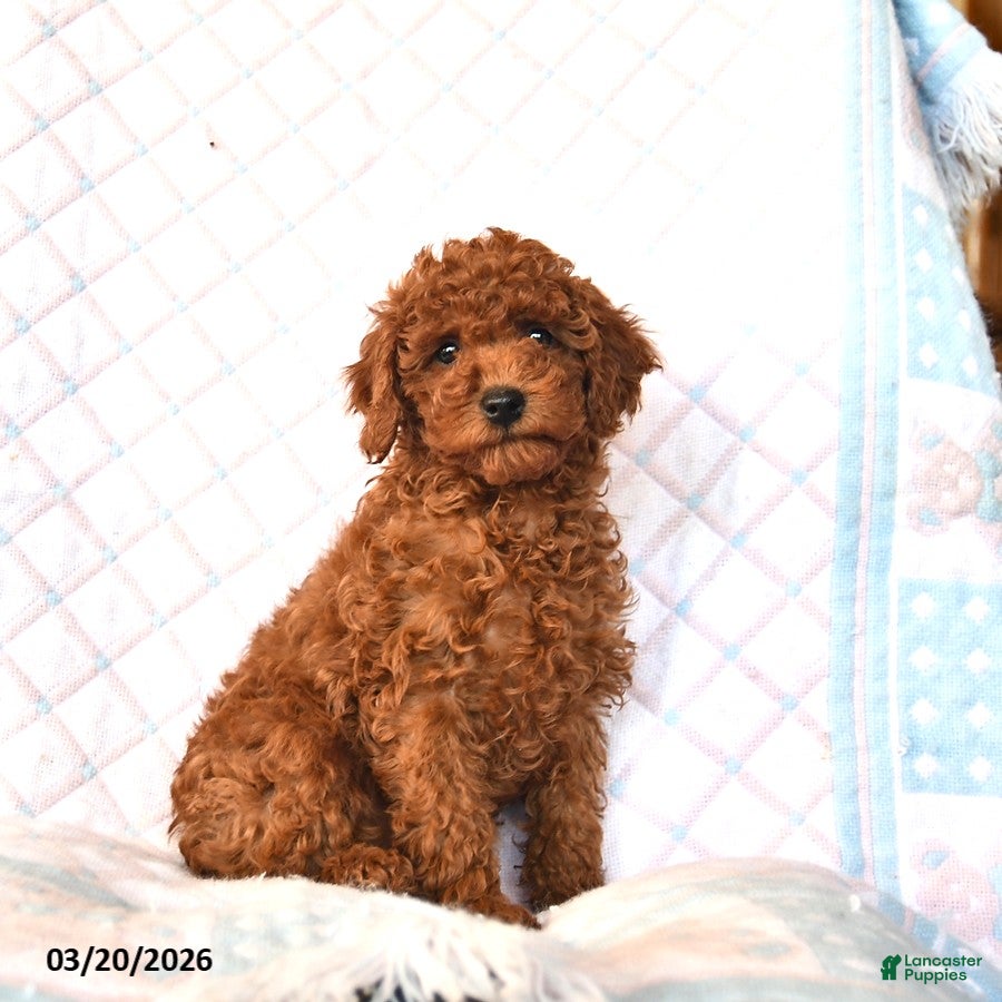 Toy Poodle dogs Beauty  - Ad 1