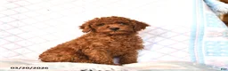Toy Poodle dogs for sale: Beauty  - Ad 1