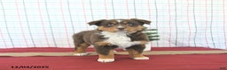 Australian Shepherd dogs for sale: Tinsel - Ad 3
