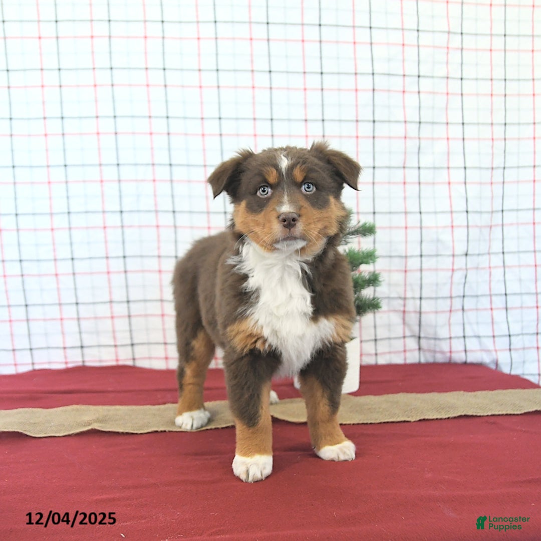 Australian Shepherd dogs for sale: Tinsel - Ad 3