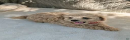 Bichpoo dogs for sale: Bentley  - Ad 3