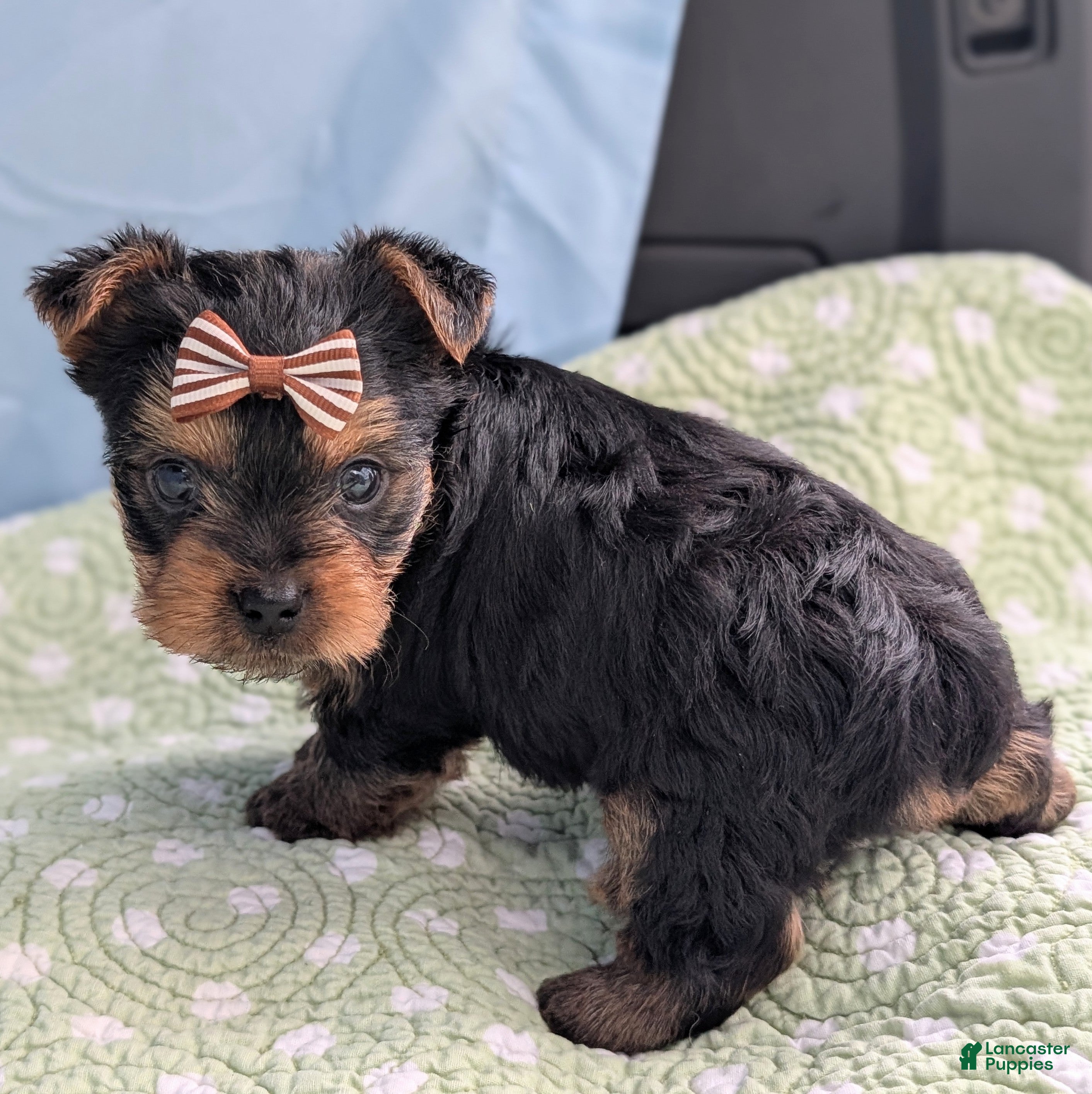 Yorkshire Terrier dogs Gingersnap - Ad 34