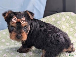 Yorkshire Terrier dogs Gingersnap - Ad 32