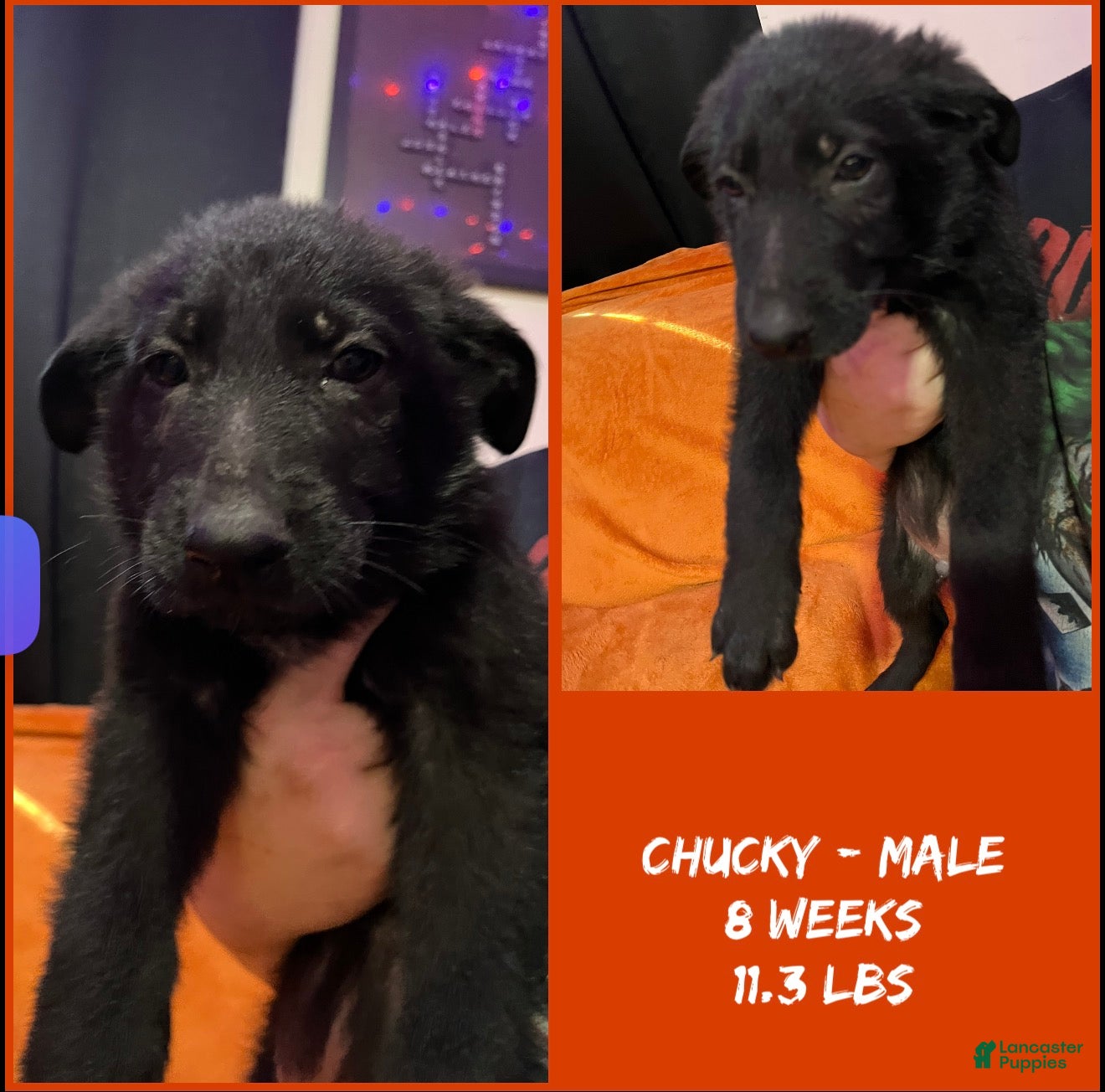 German Shepherd dogs for sale: Chucky  - Ad 1