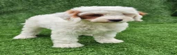 Cavapoo dogs for sale: Ice - Ad 3