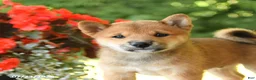 Shiba Inu dogs for sale: Keith - Ad 5
