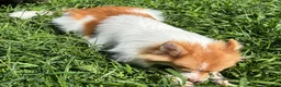 Pomeranian dogs for sale: Pomeranian 1 - Ad 4
