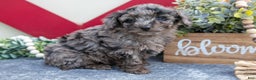 Miniature Labradoodle dogs for sale: Brielle - Ad 3