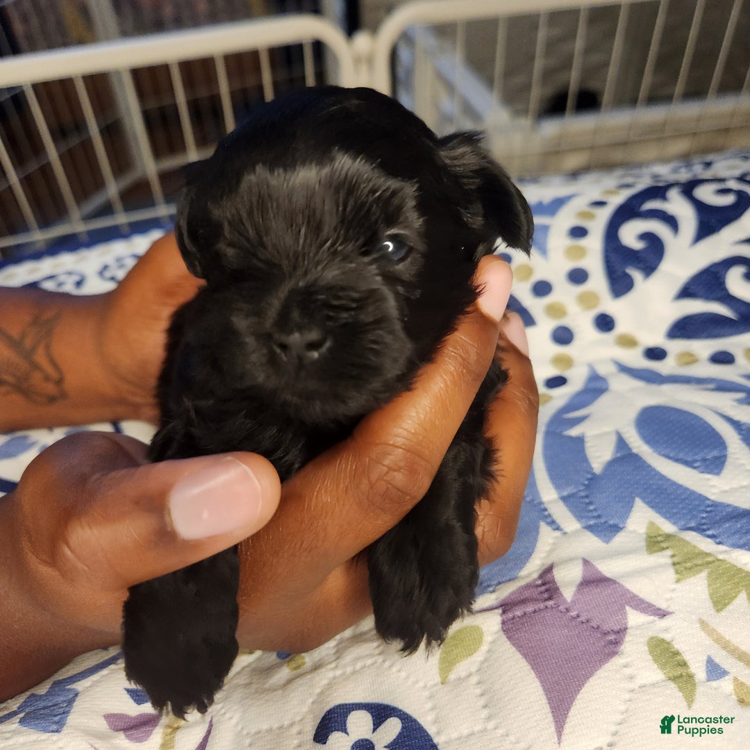 Shihpoo dogs for sale: Shihpoo Puppy 1 - Ad 3
