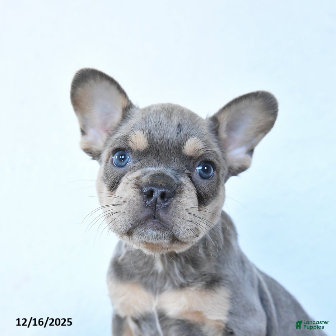 French Bulldog dogs for sale: Violet - Ad 3