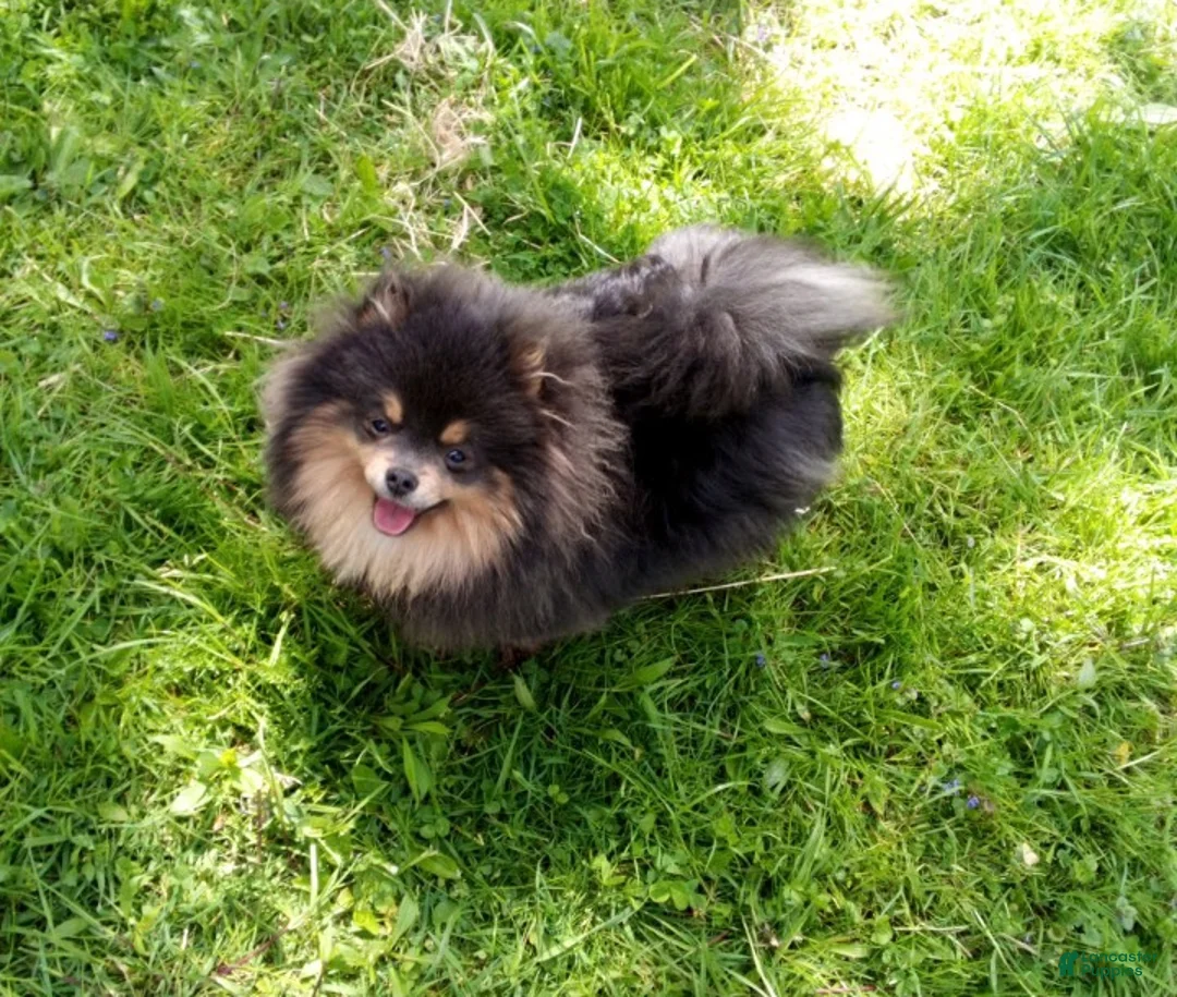Pomeranian dogs for sale: Pomeranian Puppy 1 - Ad 6