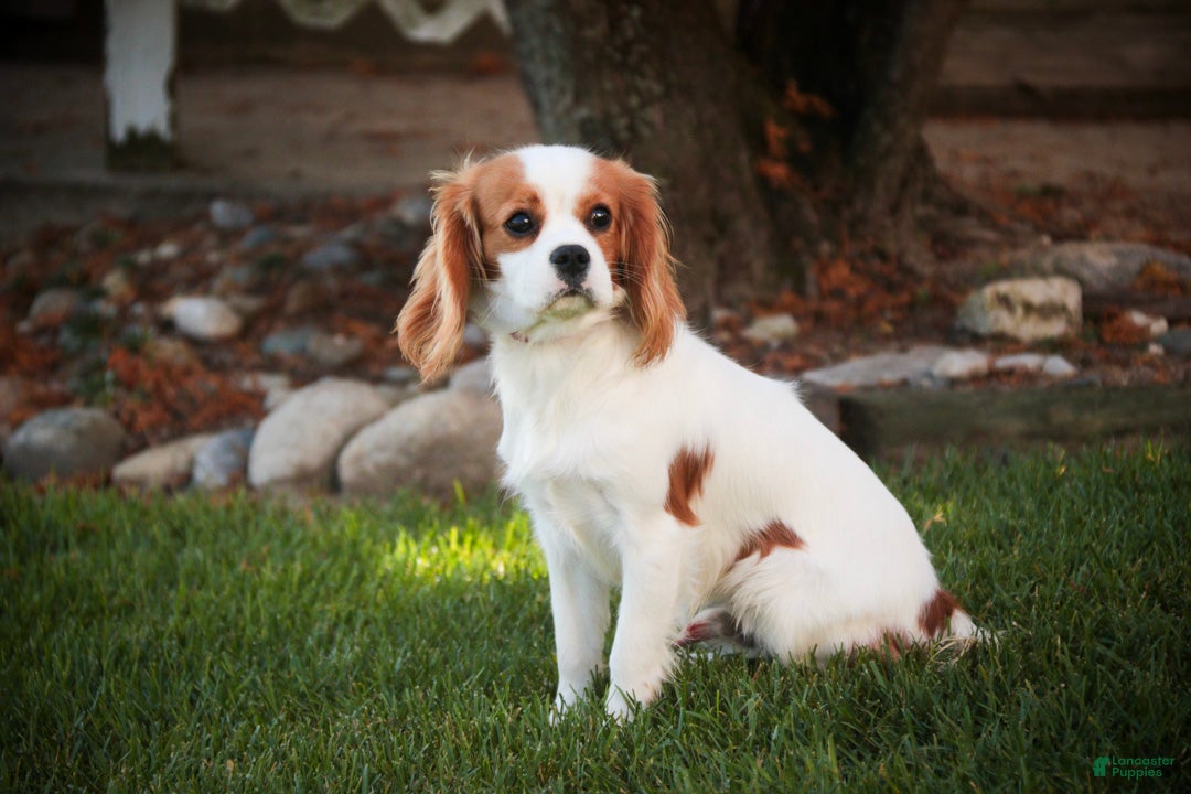 Cavalier King Charles Spaniel dogs Lars - Ad 1